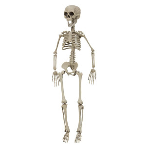 Halloween Skelett 76cm